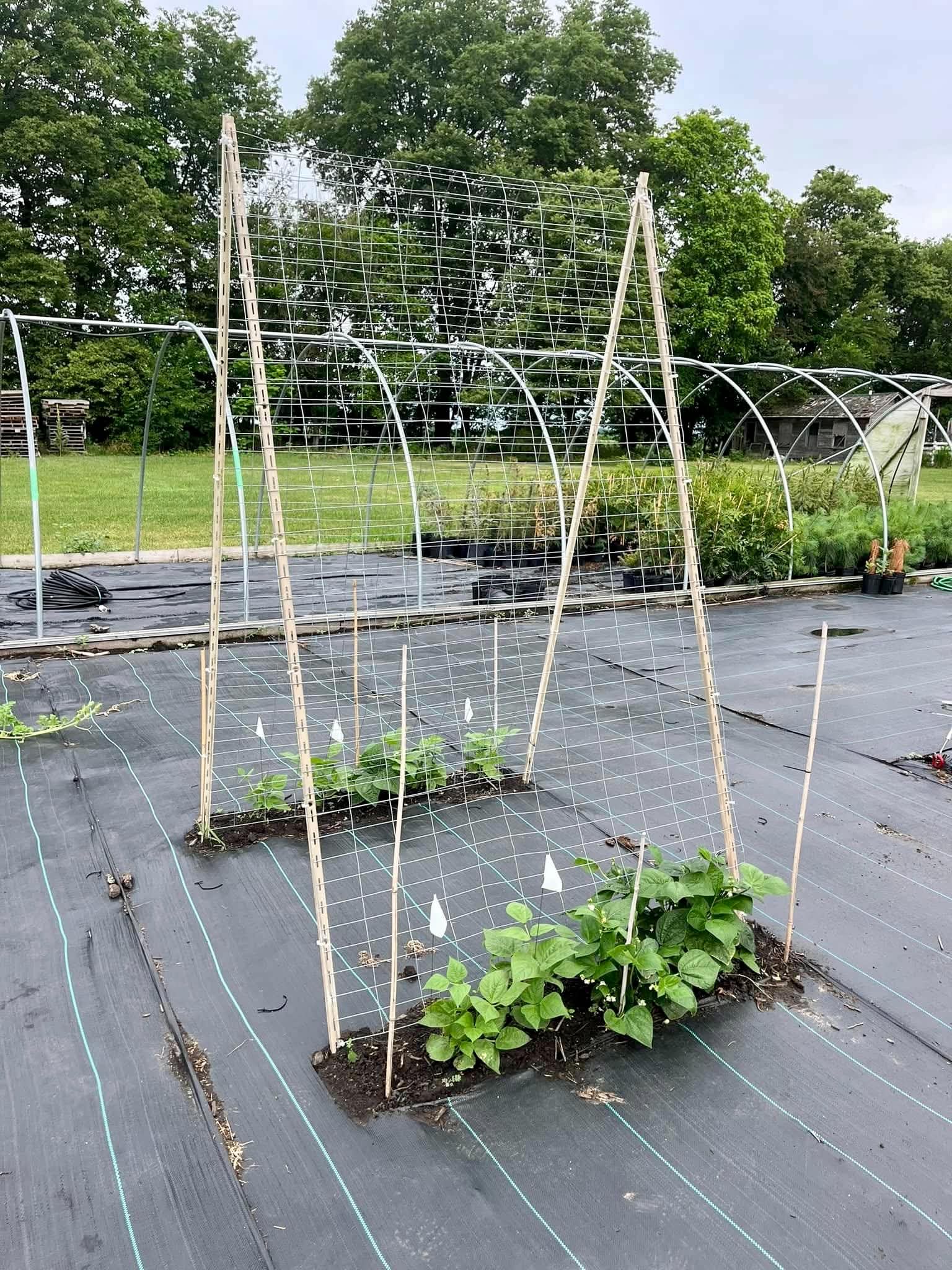 An A-frame bamboo bean trellis with bean plants climbing in a Pittsburgh-area vegetable garden — vertical growing infrastructure designed by Josie