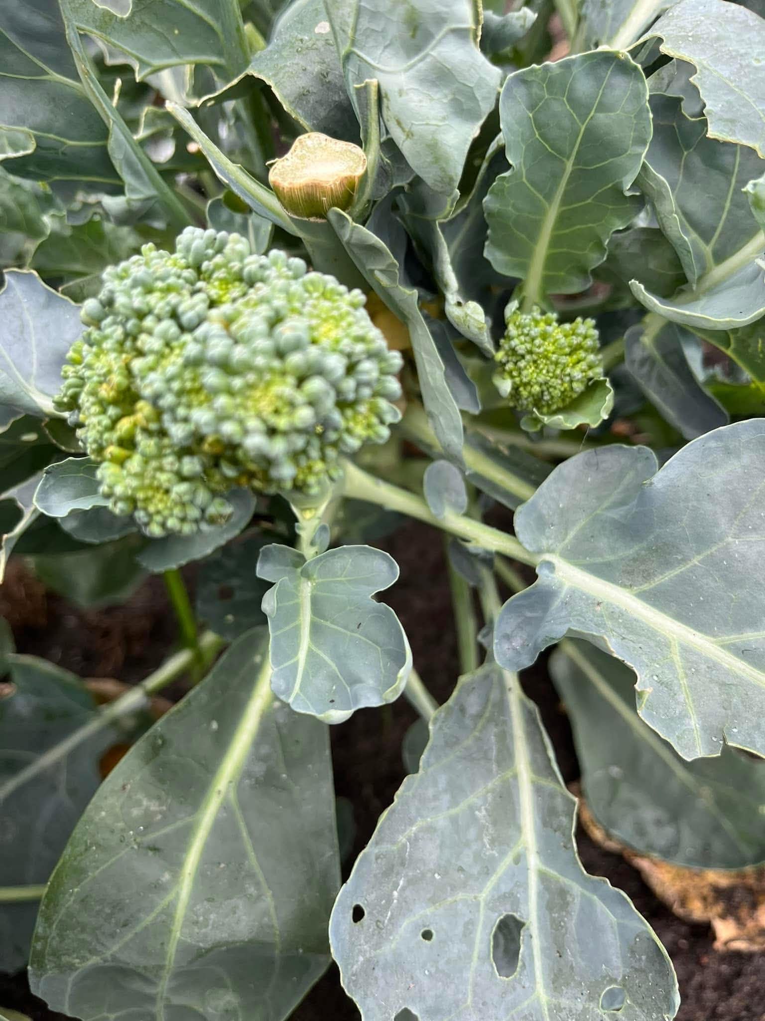 Broccoli head emerging with side shoots in a Pittsburgh-area Zone 6b cool-season garden
