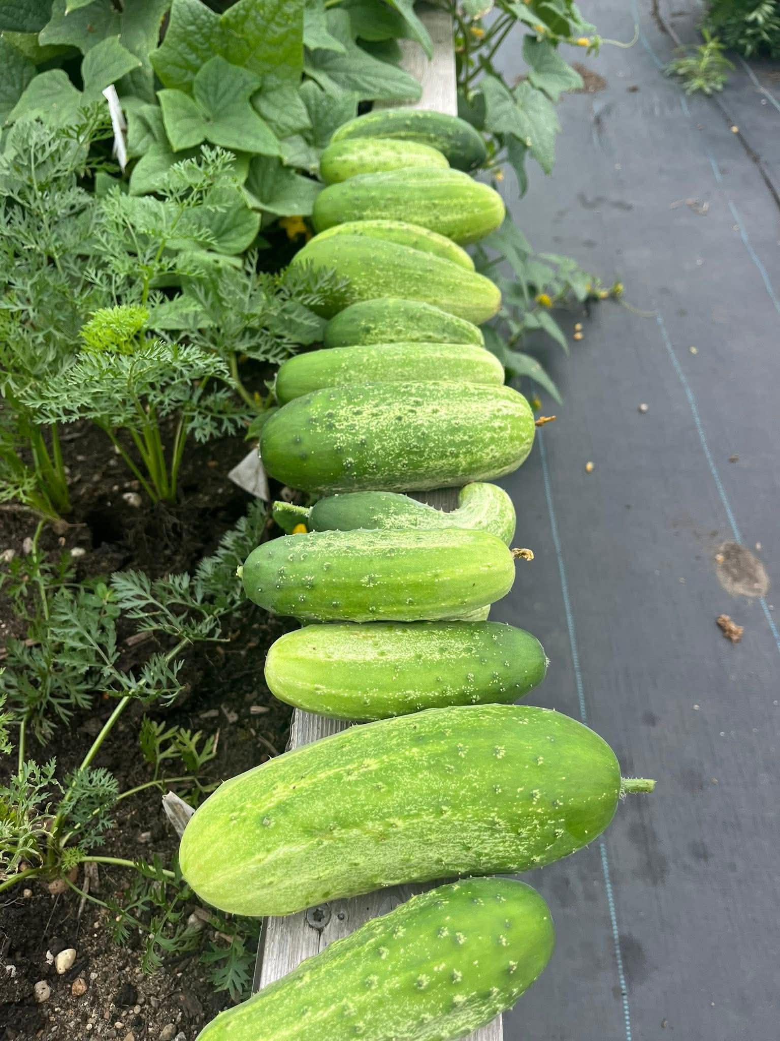 Row of just-picked cucumbers along a wood plank in a Pittsburgh-area raised bed garden