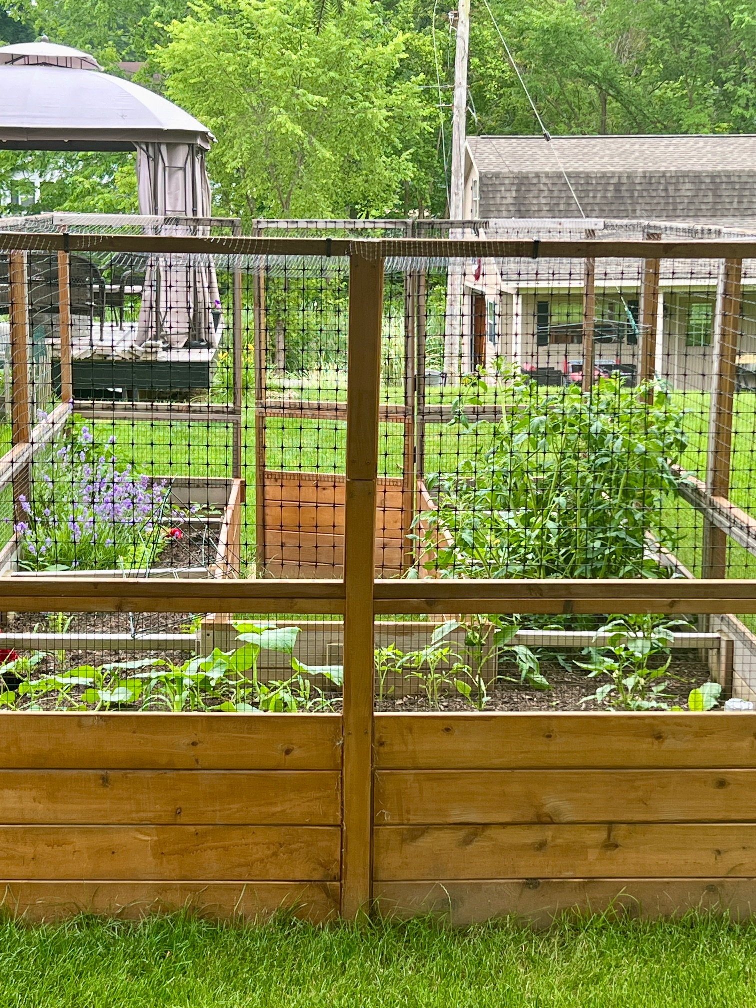 View through a deer-proof fence at vegetables growing inside a cedar raised bed garden in Pittsburgh — the fence doing its job
