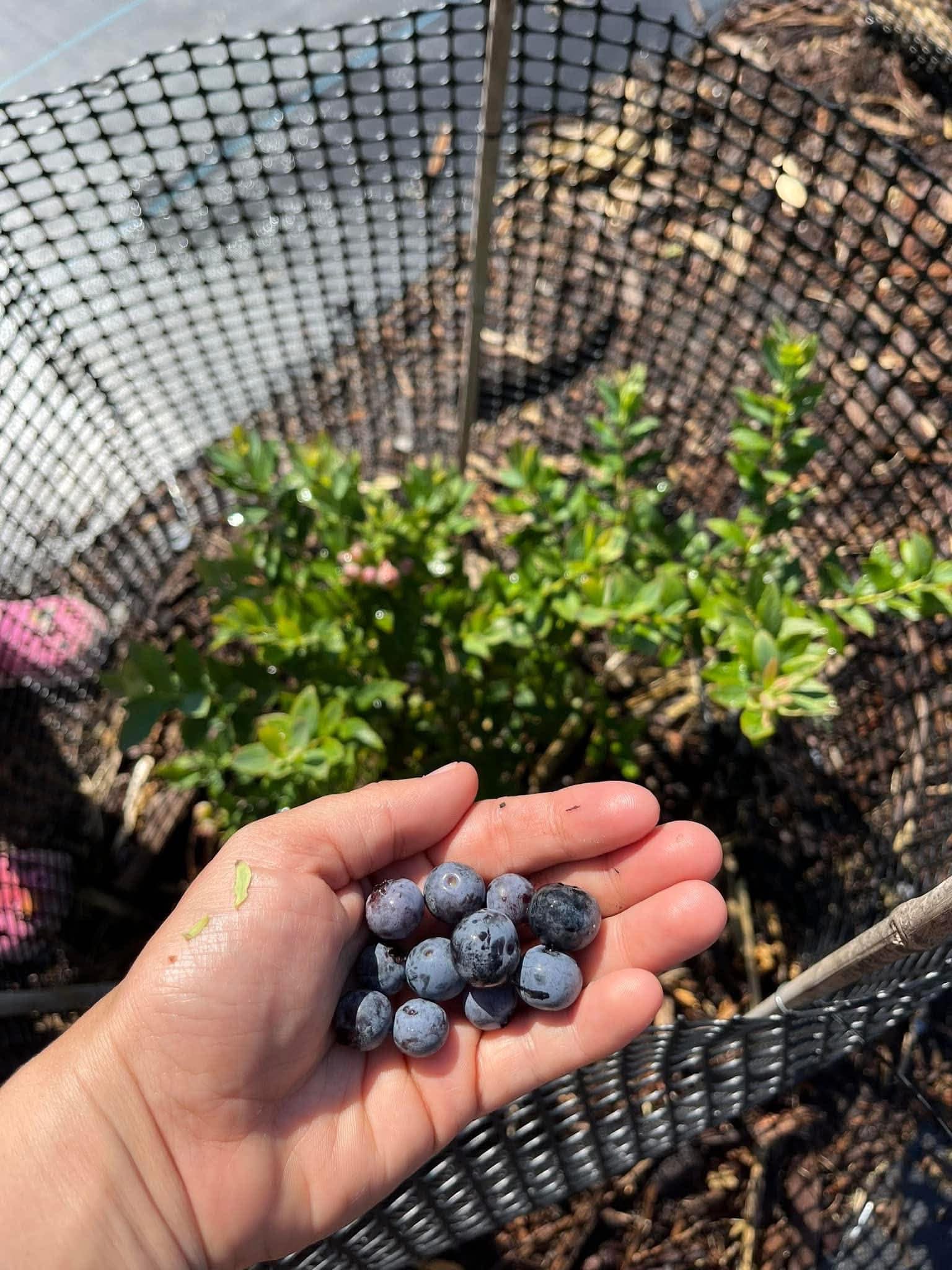 Handful of fresh blueberries from a deer-mesh-protected blueberry bush in Pittsburgh