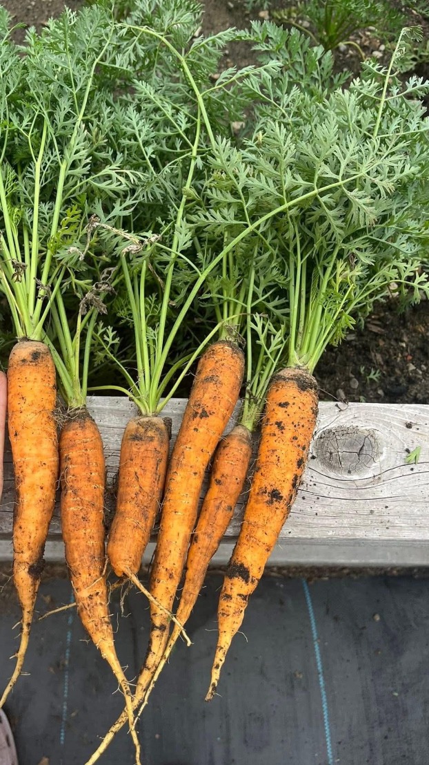 Six fresh-pulled carrots with green tops on a wood plank at the edge of a Pittsburgh raised bed