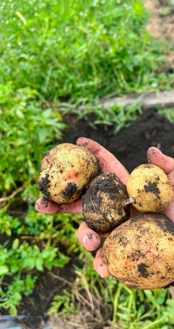 A hand holding fresh-dug potatoes, dirt-covered, from a Pittsburgh-area garden — the kind of yield a Second Garden install plans for