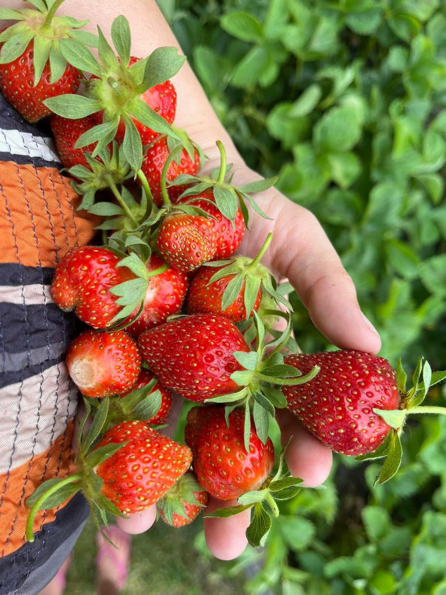 A handful of fresh-picked strawberries from a Pittsburgh garden — what season two looks like with a coach on the line