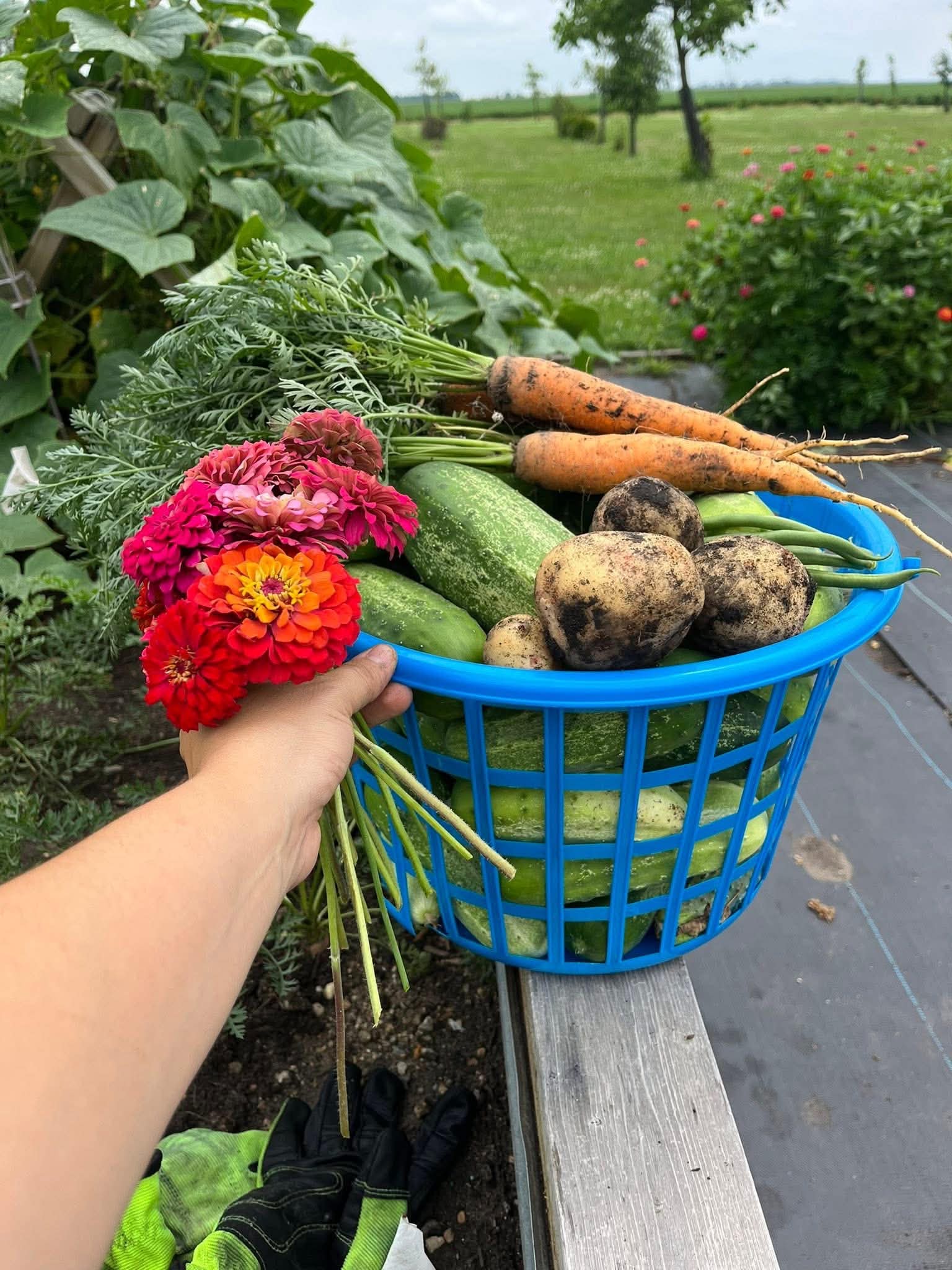 A harvest basket of fresh-pulled garden produce — carrots, cucumbers, potatoes, green beans, with zinnias — from a Pittsburgh-area vegetable garden