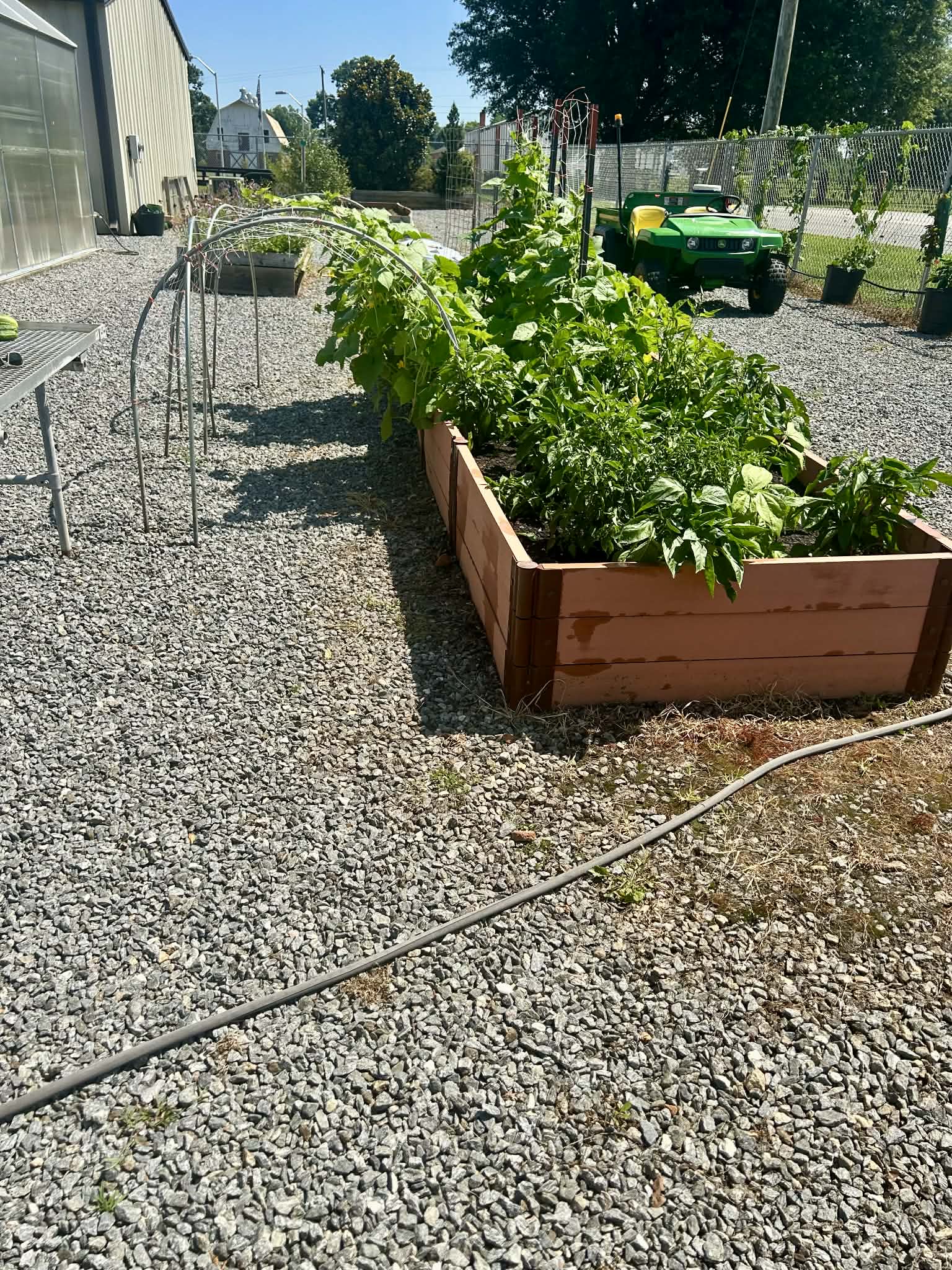 A mature cedar raised-bed vegetable garden at GardenSoon's Aliquippa HQ — the kind of mid-summer growth a Design plans for