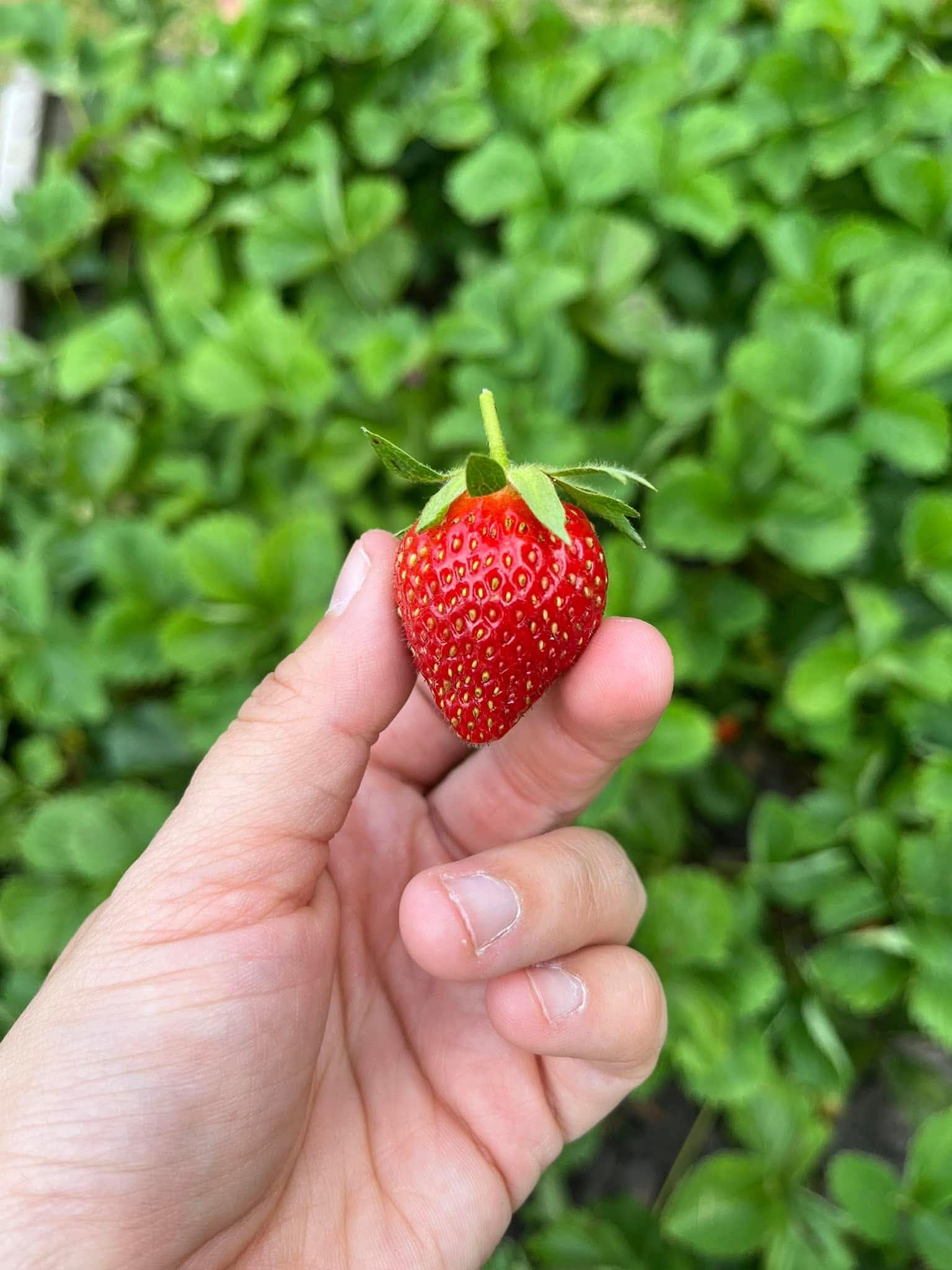 A single ripe strawberry held between fingers — what a Pittsburgh garden gives you when no one's there to text in late June