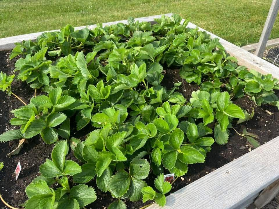A mature strawberry bed packed with healthy plants in a wood-framed raised bed, Pittsburgh